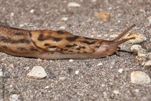 A great slug (lat. Limax maximus) crawls along the paths in the garden. The great slug is a terrestrial gastropod mollusk of the order pulmonary snails of the family Limacidae.