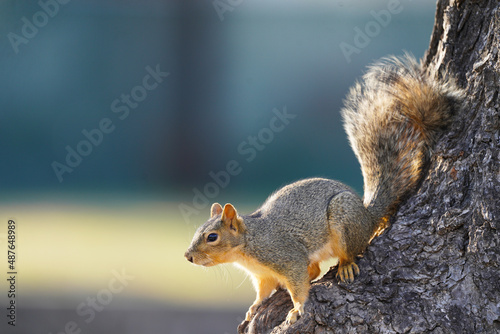 Squirrel posing on a tree