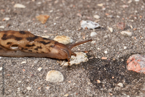 A great slug (lat. Limax maximus) crawls along the paths in the garden. The great slug is a terrestrial gastropod mollusk of the order pulmonary snails of the family Limacidae.
