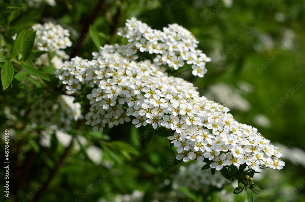 branch of blooming spirea with white flowers close-up branch of blooming spirea with white flowers close-up