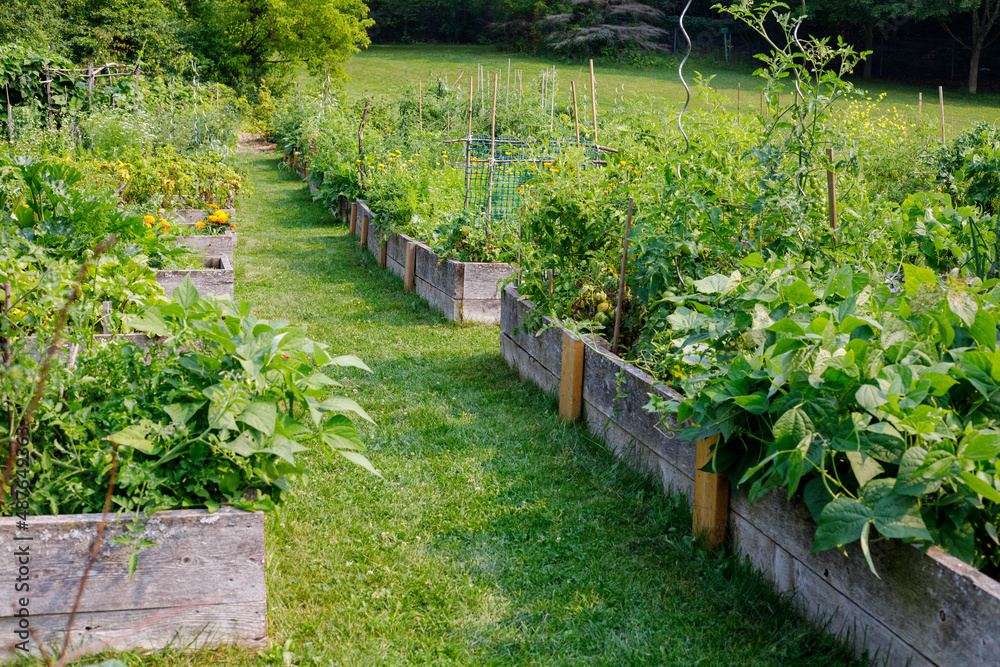 Vegetable beds in community garden with growing green vegetables in local public park. Vegetable beds in community garden with growing green vegetables in local public park.