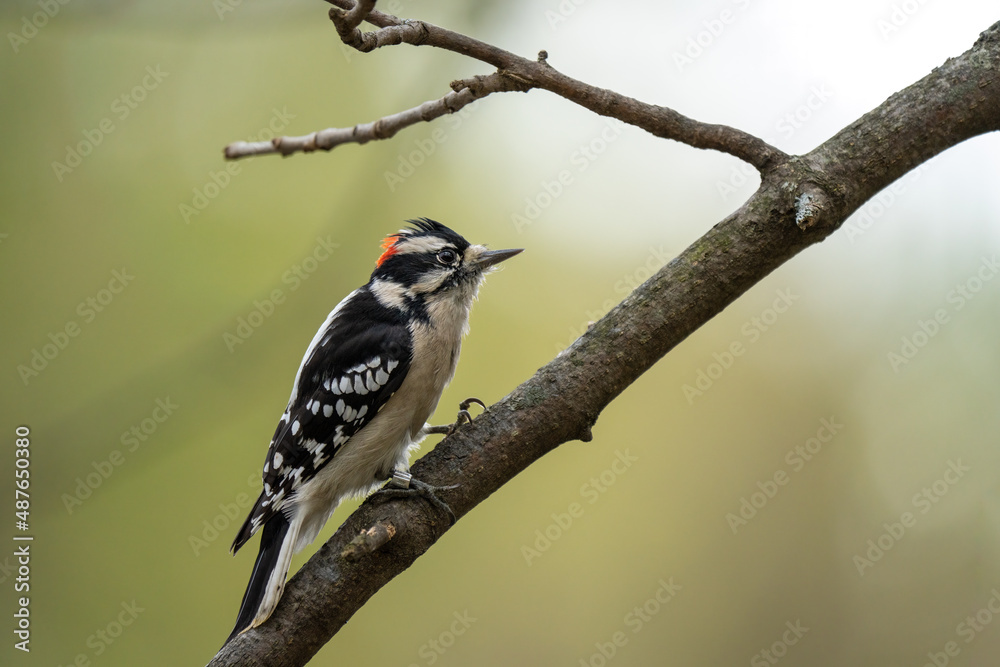 Obraz premium woodpecker friend perched on a branch