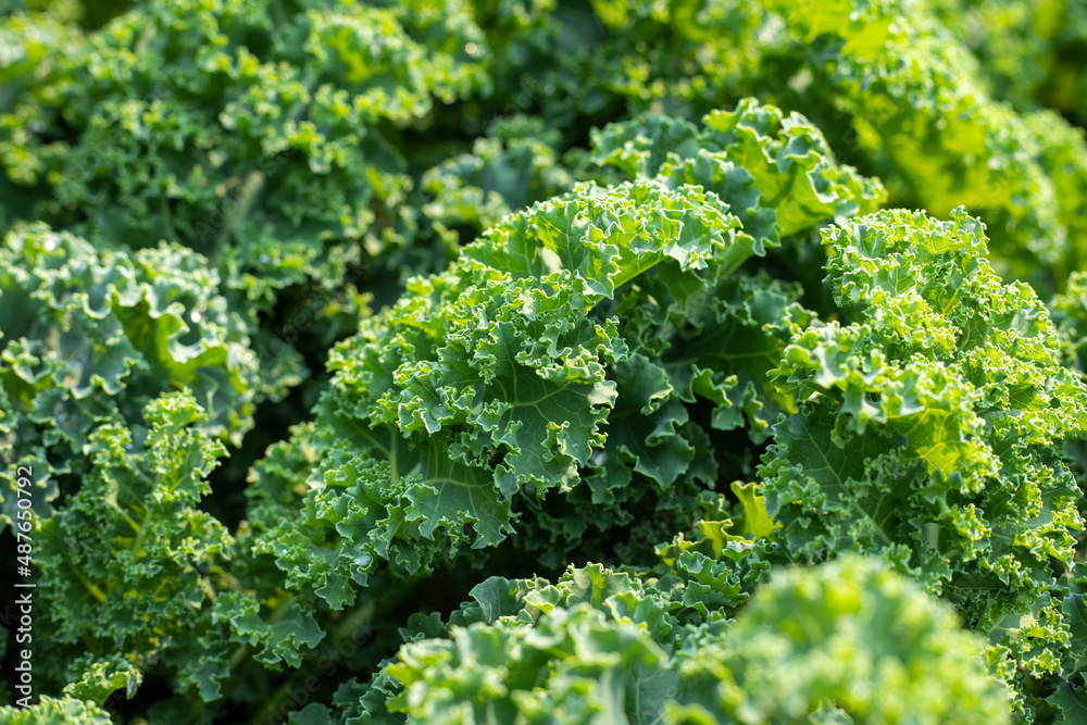 Top view of fresh green kale leaves. Natural food background close-up Top view of fresh green kale leaves. Natural food background close-up