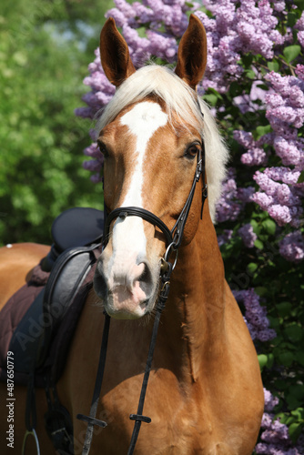 Cuadro en lienzo Portrait of czech warmblood in front of flowering pipe-tree