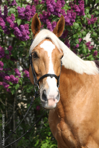Принти на полотні Nice czech warmblood in front of flowering pipe-tree