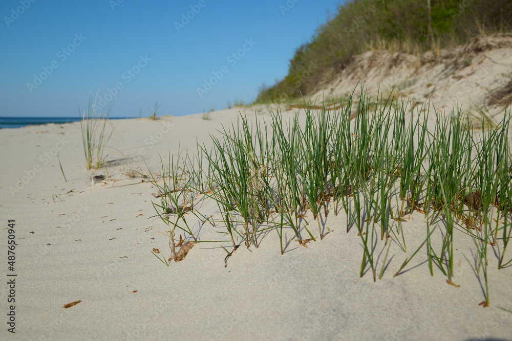 Nadmorskie trawy rosną w trudnych warunkach na niesprzyjającej glebie. Malownicze zielone źdźbła na tle błękitnego nieba w słoneczny dzień. - obrazy, fototapety, plakaty 