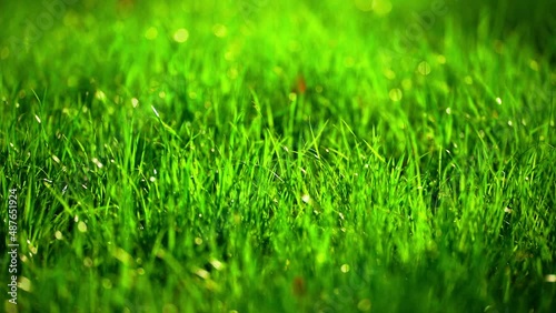meadow grass with drops dew close up. beautiful green grass texture, abstract blurred nature background. image of purity freshness nature. 
