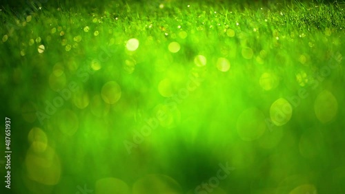 meadow grass with drops dew close up. beautiful green grass texture, abstract blurred nature background. image of purity freshness nature. 
