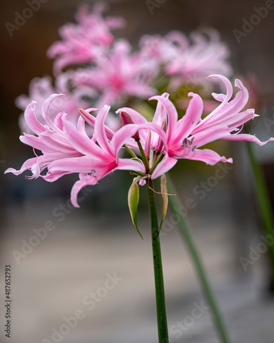 Closeup of flowers of Nerine bowdenii in a garden in autumn photo