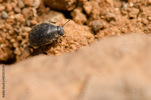 Beetle Zophosis bicarinata bicarinata on the ground. Aguimes. Gran Canaria. Canary Islands. Spain.