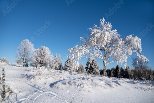 Frozen tree, winter at Zhuri, Sumava national park