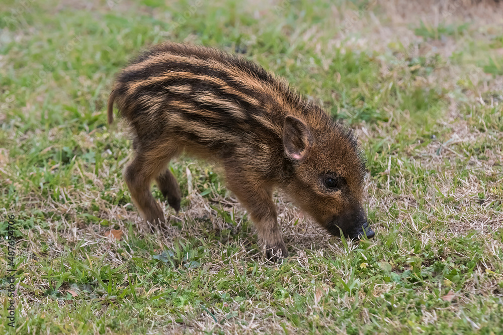 Baby wild boar ,Sus scrofa, La Pampa , Argentina. Baby wild boar ,Sus scrofa, La Pampa , Argentina.