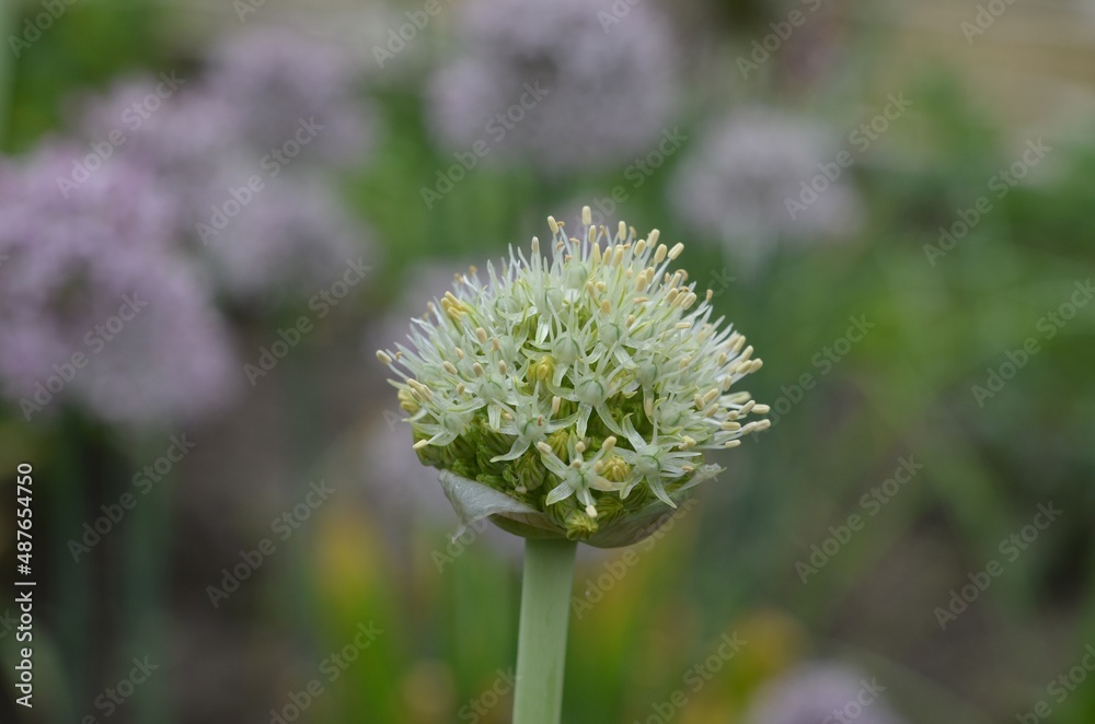 Blooming white onion, scientific name Allium saposhnikovii Blooming white onion, scientific name Allium saposhnikovii