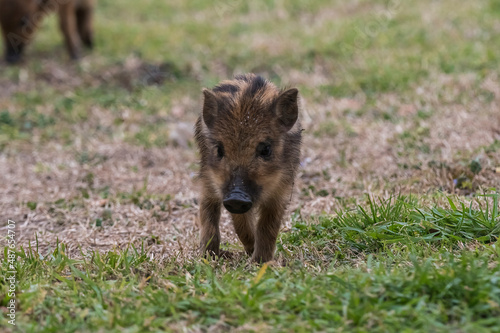 Baby wild boar  Sus scrofa  La Pampa   Argentina.