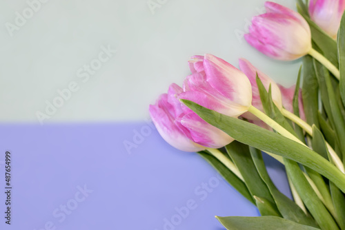 Fototapeta Naklejka Na Ścianę i Meble -  pink tulips on blue background and free space for text. greeting card template. mothers day. women's day. spring mood.
