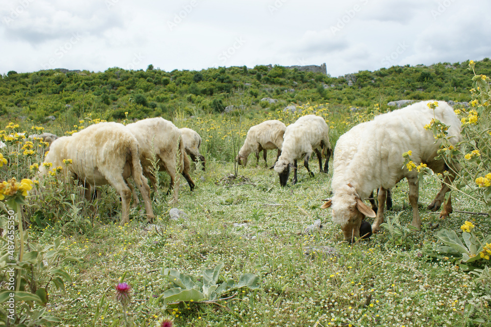 A herd of sheep grazing in the meadow A herd of sheep grazing in the meadow