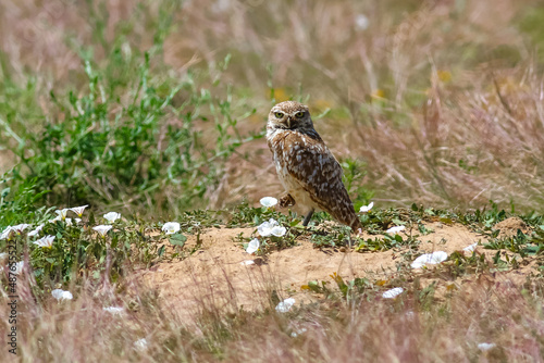 A Burrowing Owl standing atop a sandy mound with a raised foot, in a wild natural habitat with scattered white flowers, gazing intently at the viewer.