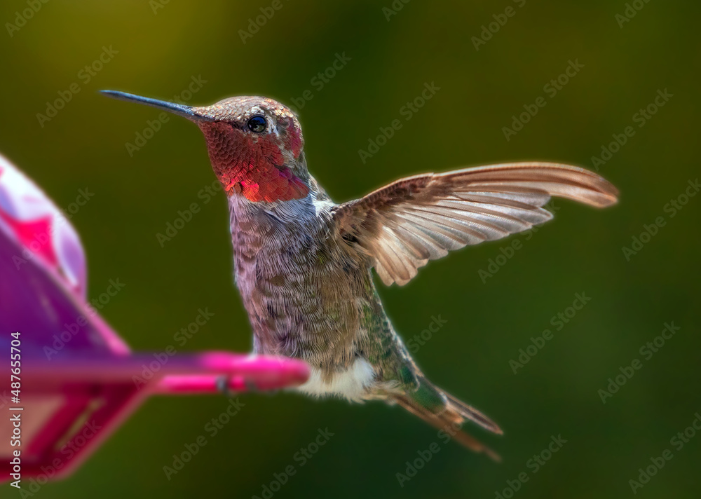 Fototapeta premium Ruby throated Hummingbird in Ventura California United States