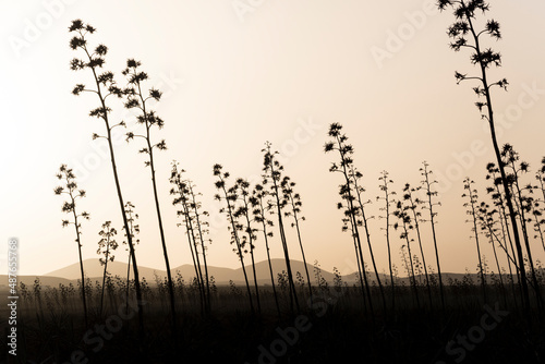 Silhouettes of agave plants at sundown in Fuerteventura,Spain photo