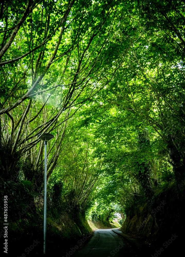 Obraz premium Normandie: Hohlweg