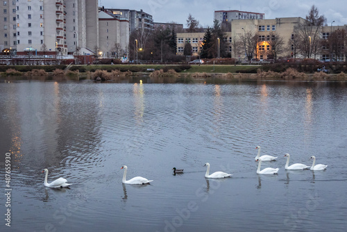 Mute swans on a Balaton Lake in Goclaw area of Warsaw city, Poland