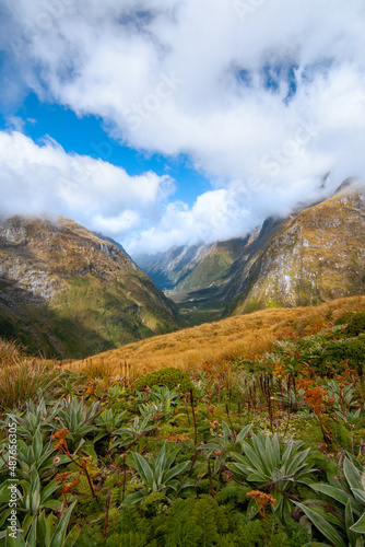 Fiordland Mountain Daisy and native plants, scenic view from Mackinnon Pass to Clinton Canyon on background, New Zealand photo