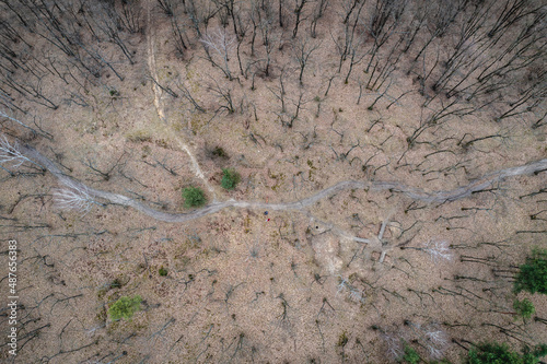 Drone photo of paths in Bialoleka Dworska Forest in Bialoleka district in Warsaw, capital of Poland photo