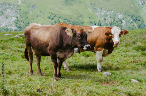 Cows on a pasture in the mountains in Switzerland