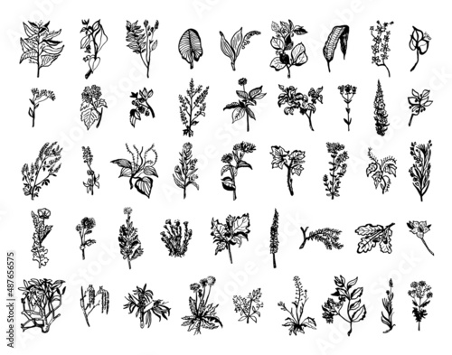 Collection of monochrome illustrations of medicinal plants in sketch style. Hand drawings in art ink style. Black and white graphics.