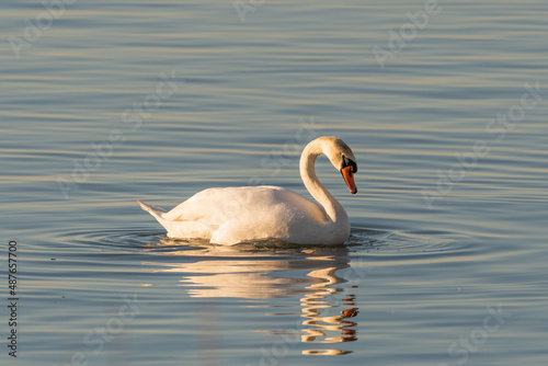 Fototapeta Naklejka Na Ścianę i Meble -  Swan in the lake of Constance in Altenrhein in Switzerland