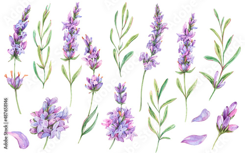 Watercolor set of lavender flowers natural elements in vintage style isolated on white background. Purple botanical card