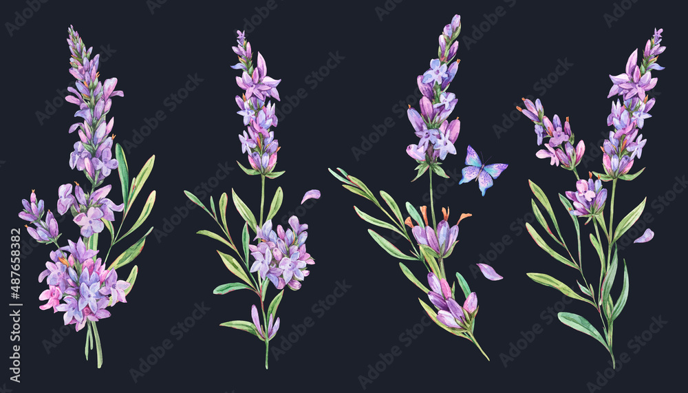 Fototapeta premium Watercolor set of lavender flowers natural elements in vintage style isolated on black background. Bouquet of wildflowers botanical card