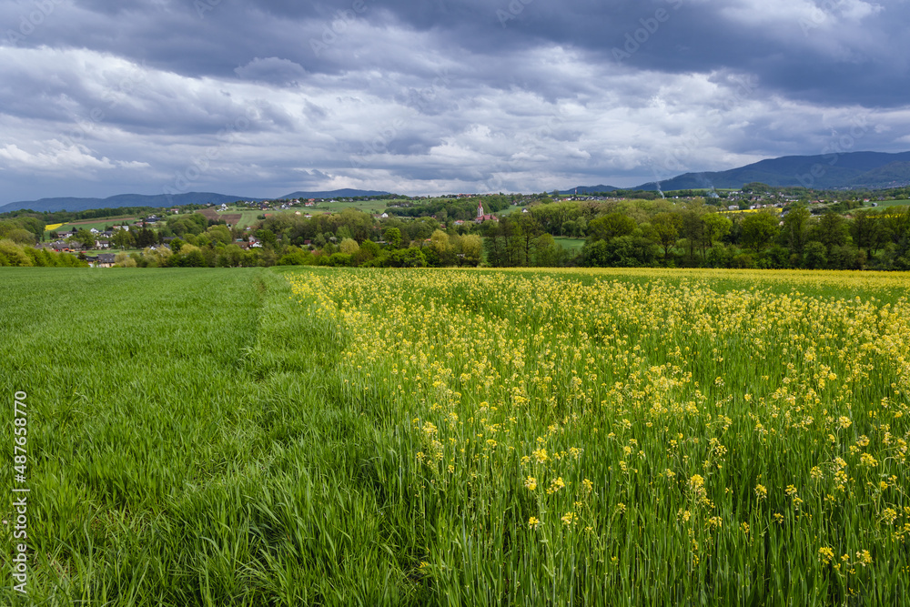 Early rapeseed field in Miedzyrzecze Gorne, small village in Silesia region of Poland
