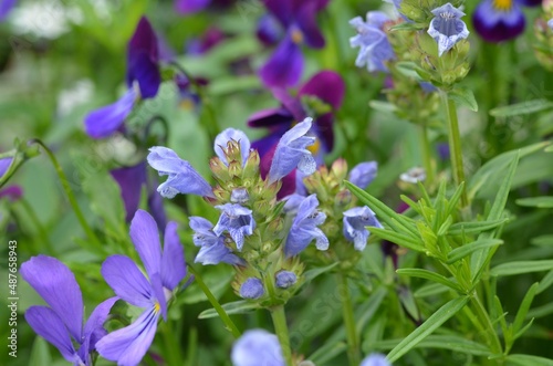 Blooming blue dragonhead  scientific name Dracocephalum ruyschiana