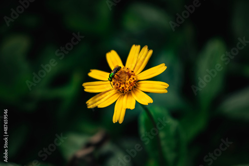 yellow flower in the garden