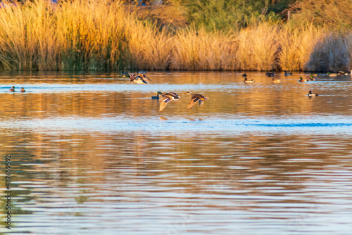 Ducks Flying at Riparian Preserve at Water Ranch in Gilbert, Arizona photo