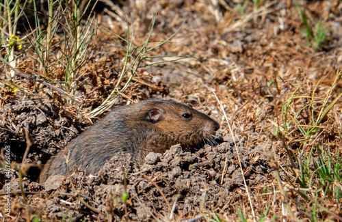 A Botta's pocket gopher (Thomomys bottae) shows its teeth as it emerges from its hole in the hills of Monterey, California. photo