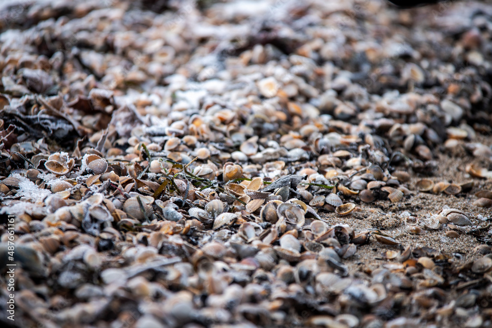 Close up of shells Close up of shells