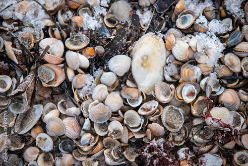 shells on the beach