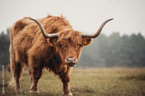 scottish highland cow in a field