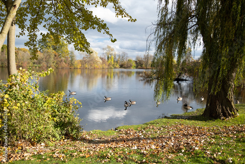 swan on the lake