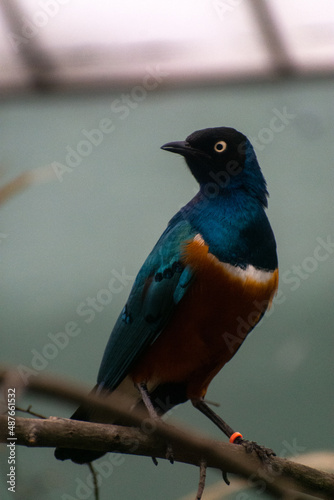 Superb Starling on a branch 