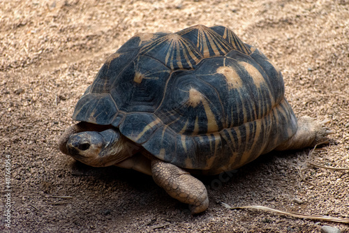 big turtle on the sand © BeeBatch