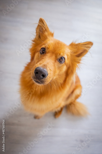 Harzer Fuchs Hund niedlich rotes Fell 