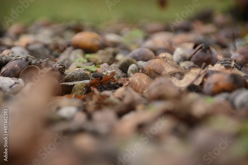 Herbst Erde Steine Eicheln Pflanze