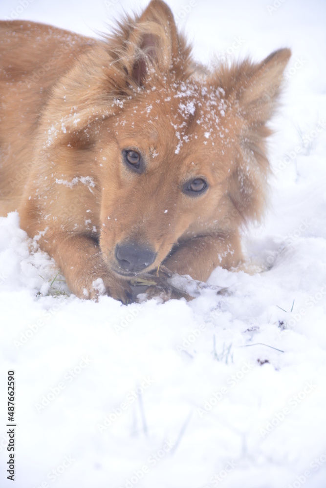 Harzer Fuchs Hund niedlich rotes Fell Winter Schnee Harzer Fuchs Hund niedlich rotes Fell Winter Schnee