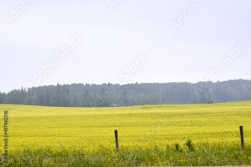 a field of yellow canola on a hazy day