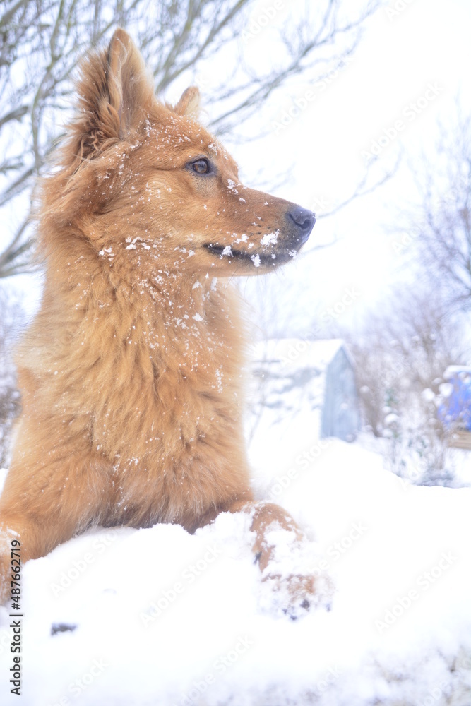 Naklejka premium Harzer Fuchs Hund niedlich rotes Fell Winter Schnee