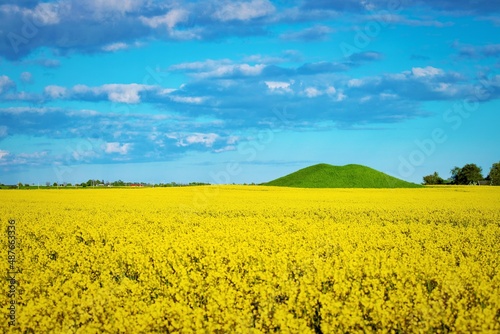 rapeseed field and sky