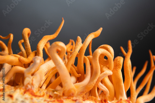 Fungi for Human Health. Cordyceps Fresh . cordycepin Using . Treatment with Adenosine. photo